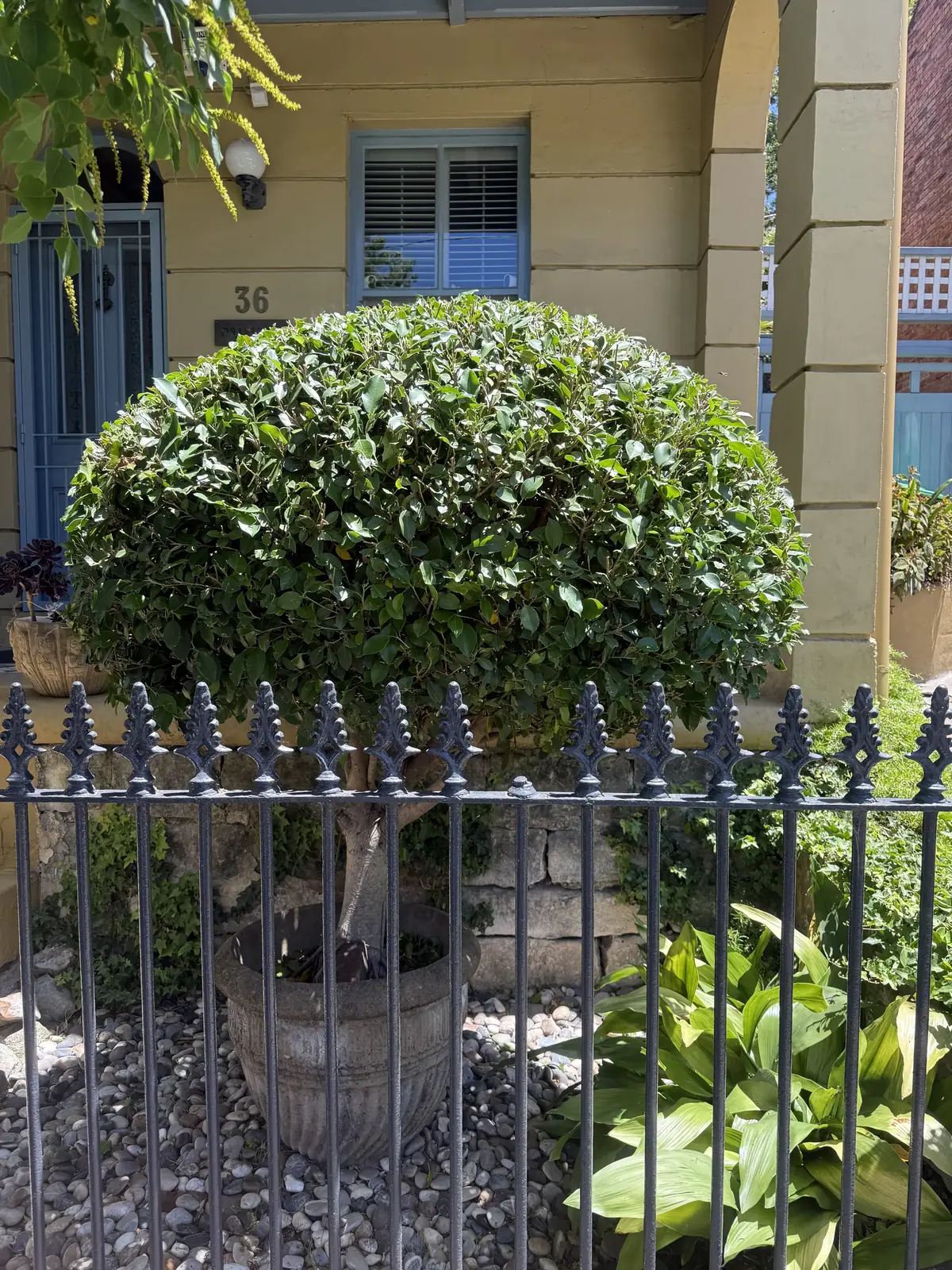 Hedge trimming Sydney — neatly clipped topiary ball in a front garden